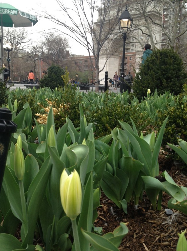 Tulips in Washington Square Park